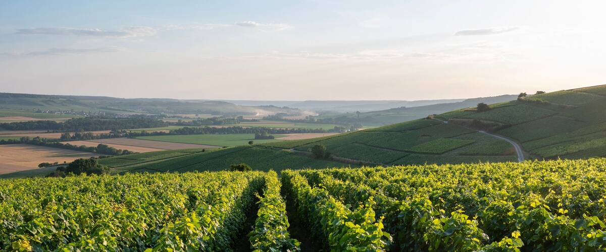 A vineyard with rows of grapevines, rolling hills, and a distant town.