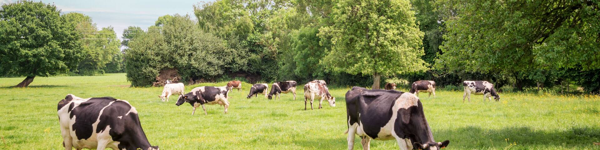 Panorama of black and white cows grazing on grassy green field in Normandy, France. Summer countryside landscape and pasture for cows