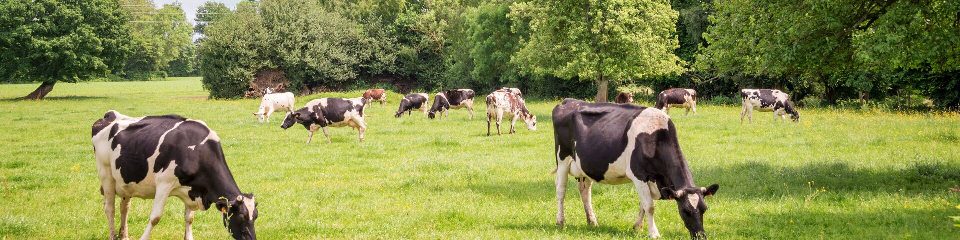 Panorama of black and white cows grazing on grassy green field in Normandy, France. Summer countryside landscape and pasture for cows