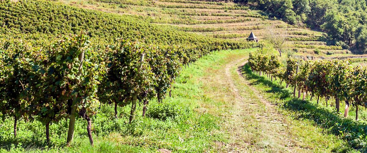 Fields in the meadows