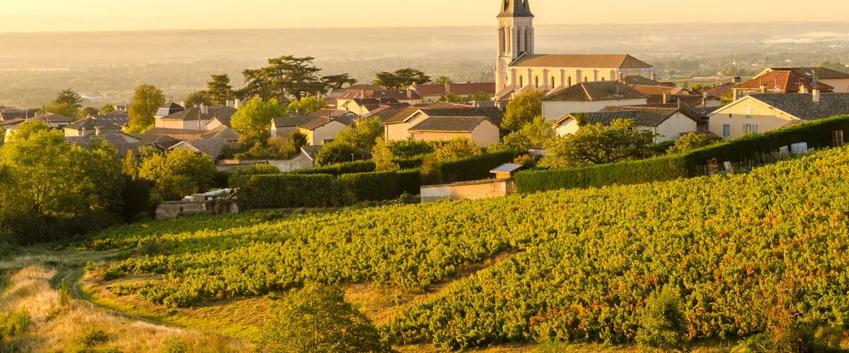 A vineyard, a church, and a town in the background.