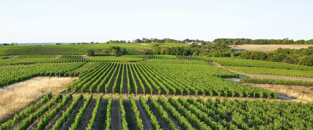 Vigne sur les coteaux du Layon > Loire > France