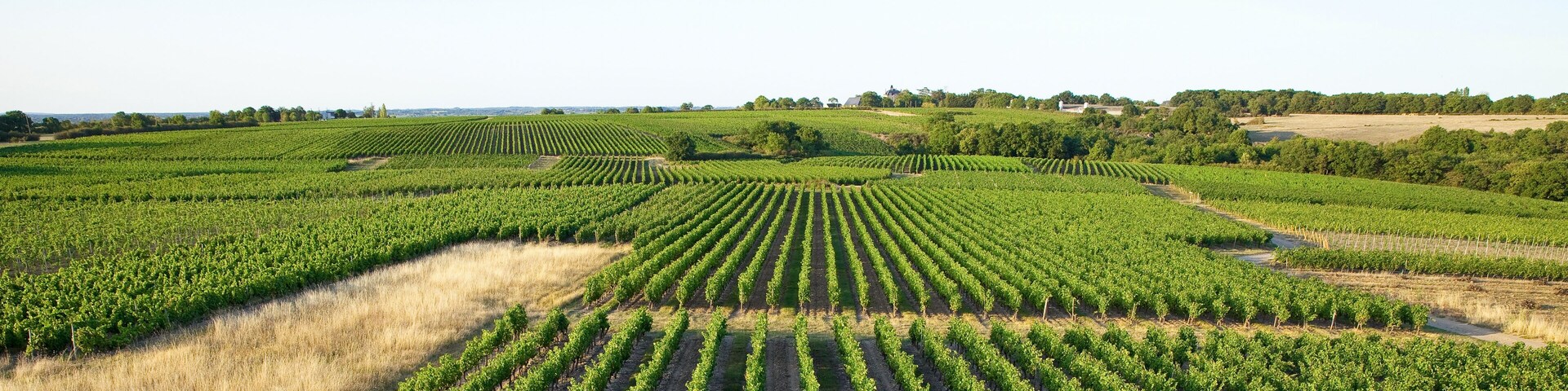 Vigne sur les coteaux du Layon > Loire > France