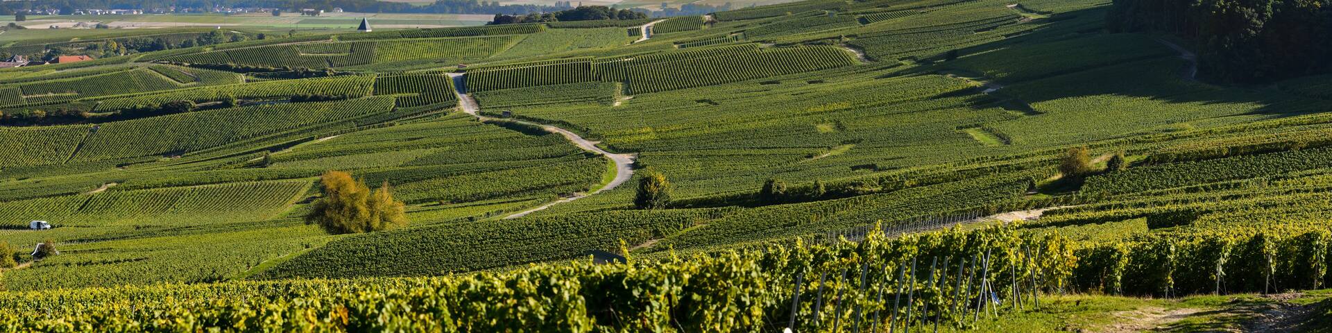 Champagne vineyards in Marne department, France