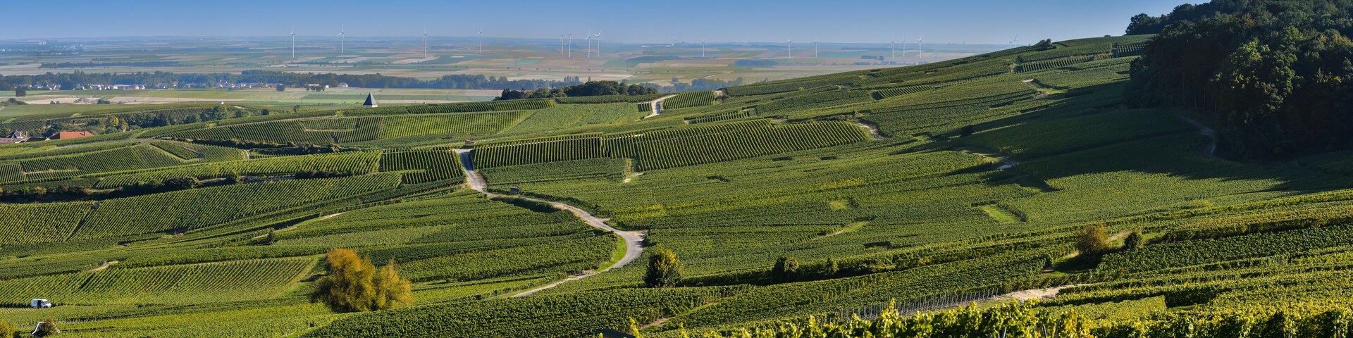 Champagne vineyards in Marne department, France