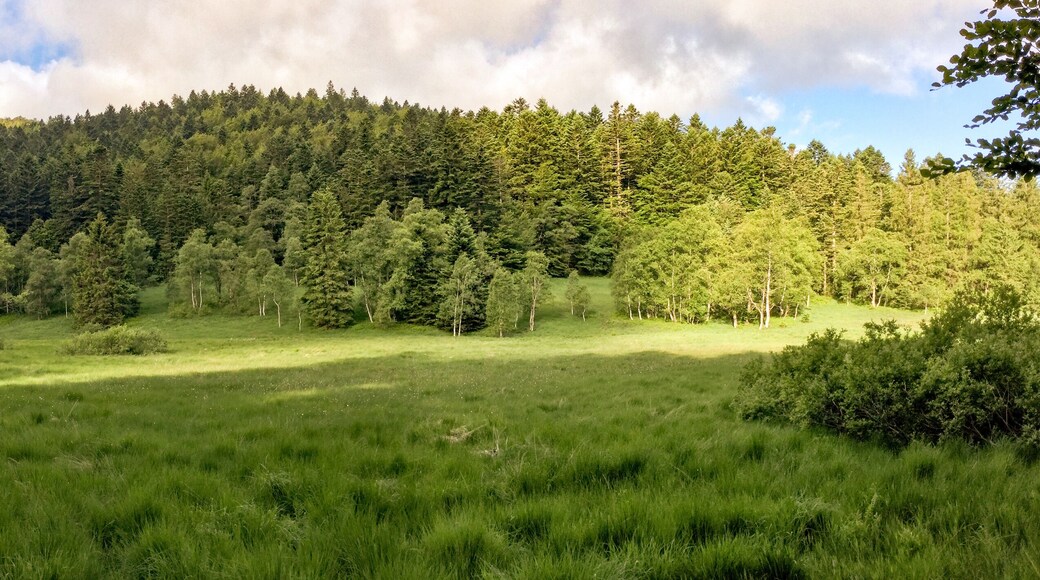 Réserve Naturelle de la Tourbière de Machais
