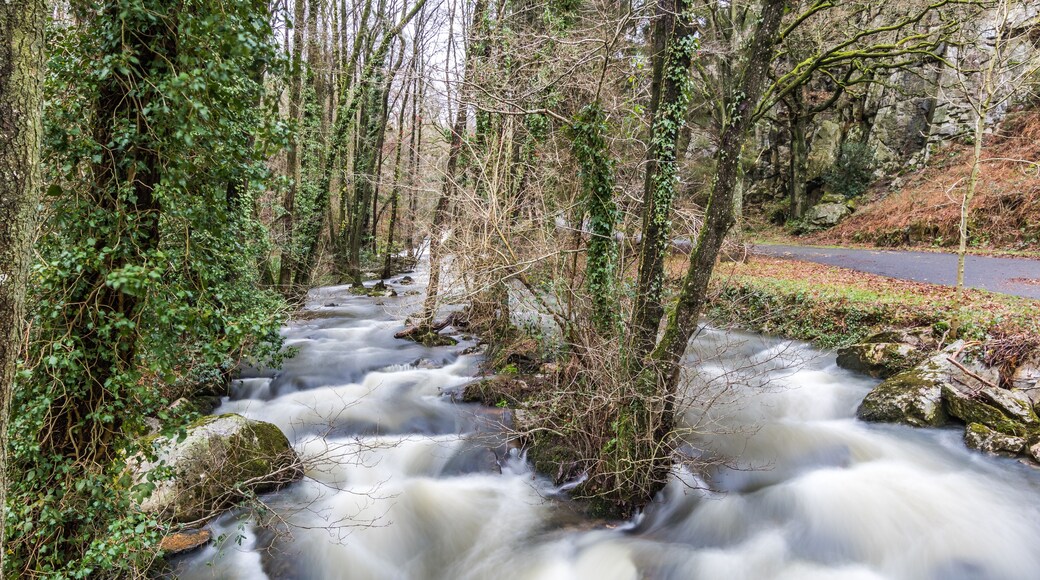 Rivière au cœur de La Fosse Arthour (Normandie, France)