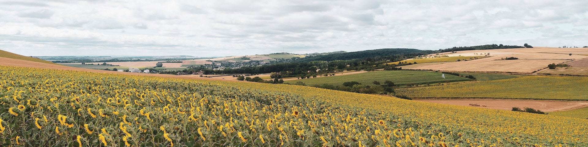 La Limagne , collines et champs de Tournesol. Paysages de grandes cultures au centre de l'Auvergne entre la chaîne des Puys et les monts du Forez