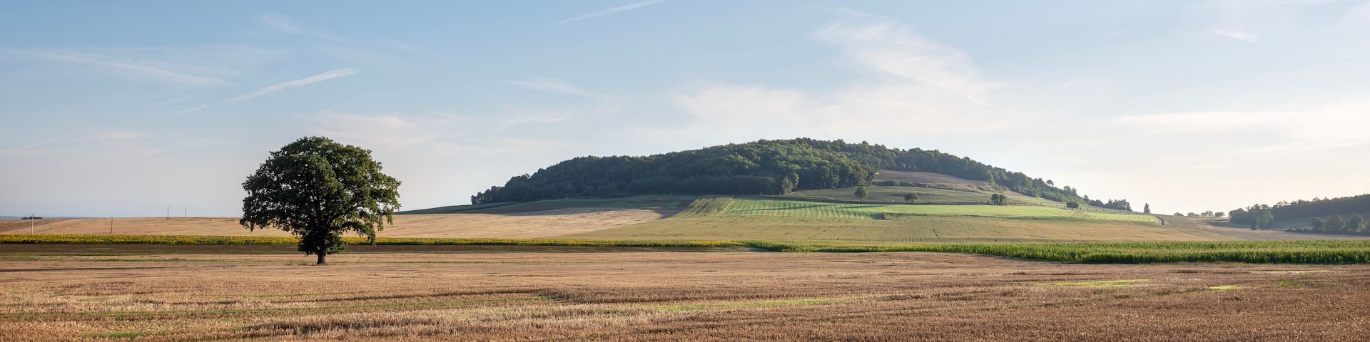 countryside landscape with fields and sunflowers near verdun in the north of france