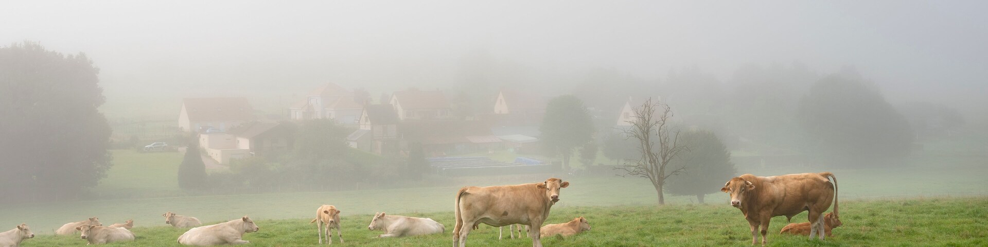 bull and cows on foggy morning near village in regional park between rouen and le havre in northern france