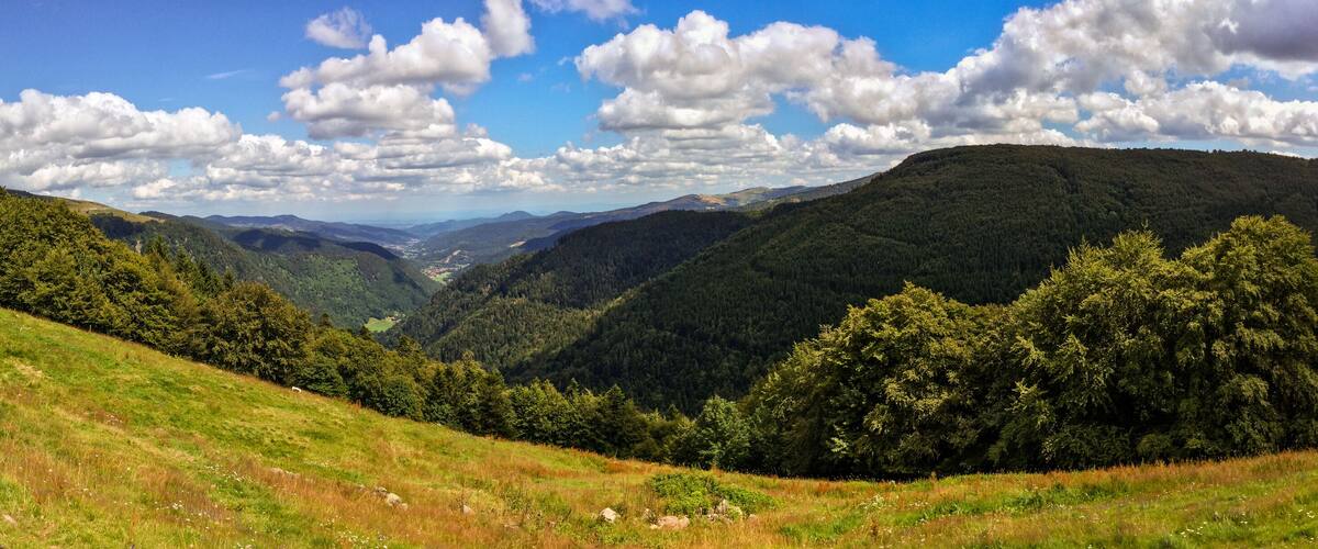 Les hautes chaumes vosgiennes en été, espaces naturels de la montagne, CEA, Alsace, Vosges, Grand Est, France