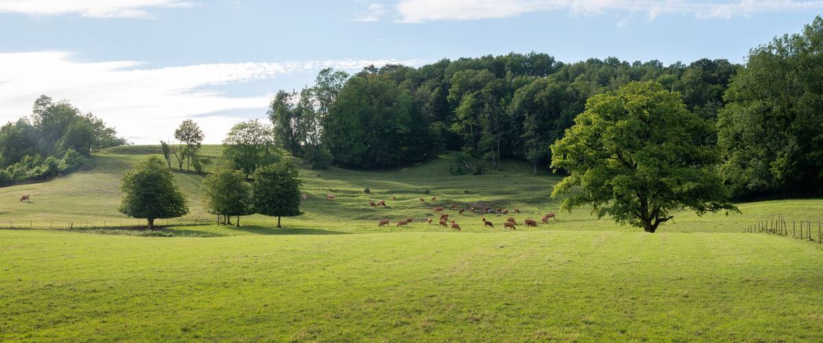 brown limousin cows in green countryside of champagen ardennes in france