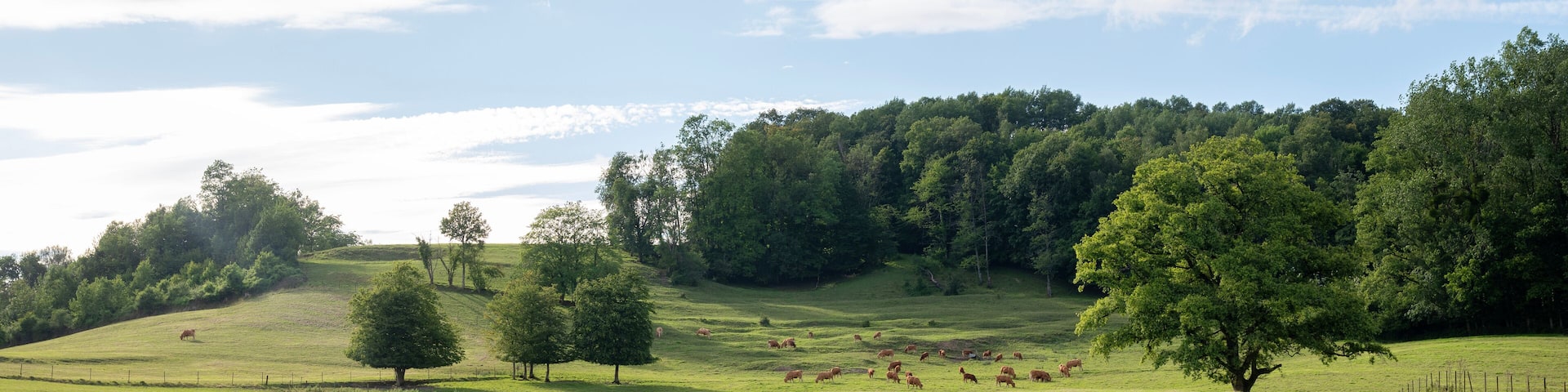 brown limousin cows in green countryside of champagen ardennes in france