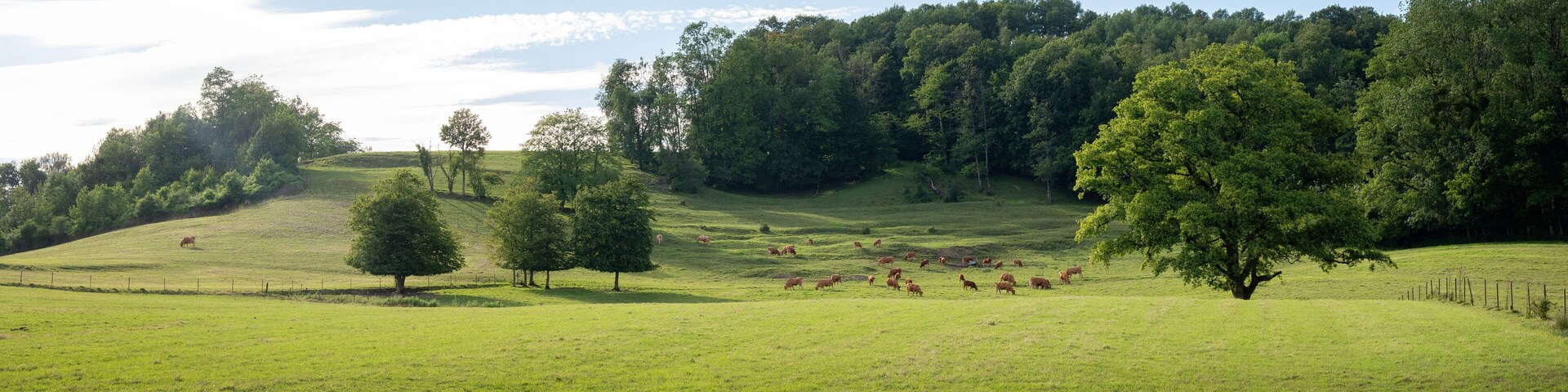 brown limousin cows in green countryside of champagen ardennes in france