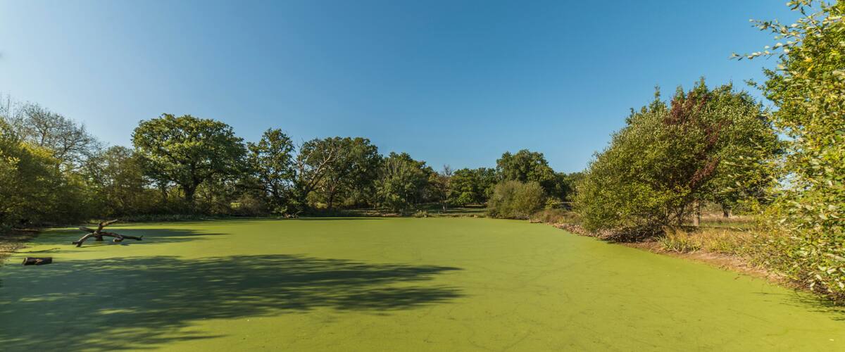 Mare recouverte de lentilles d'eau dans le parc naturel de la Brenne au Bouchet-en-Brenne, Indre, France