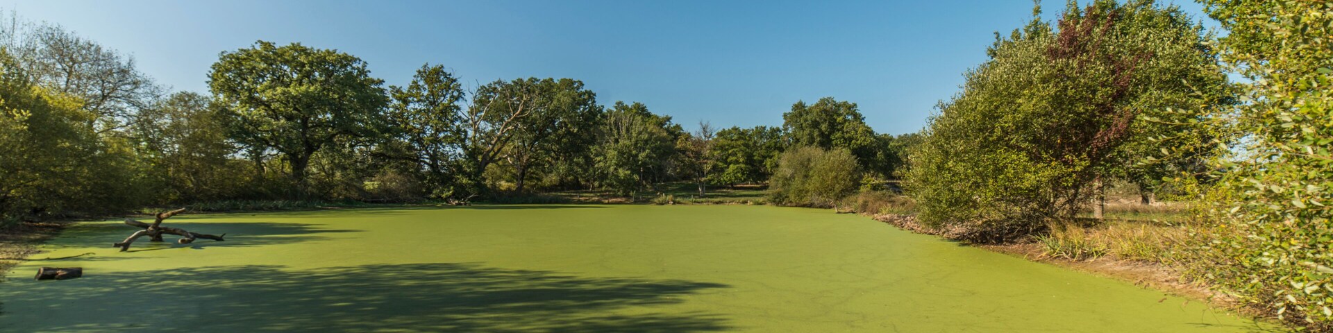 Mare recouverte de lentilles d'eau dans le parc naturel de la Brenne au Bouchet-en-Brenne, Indre, France