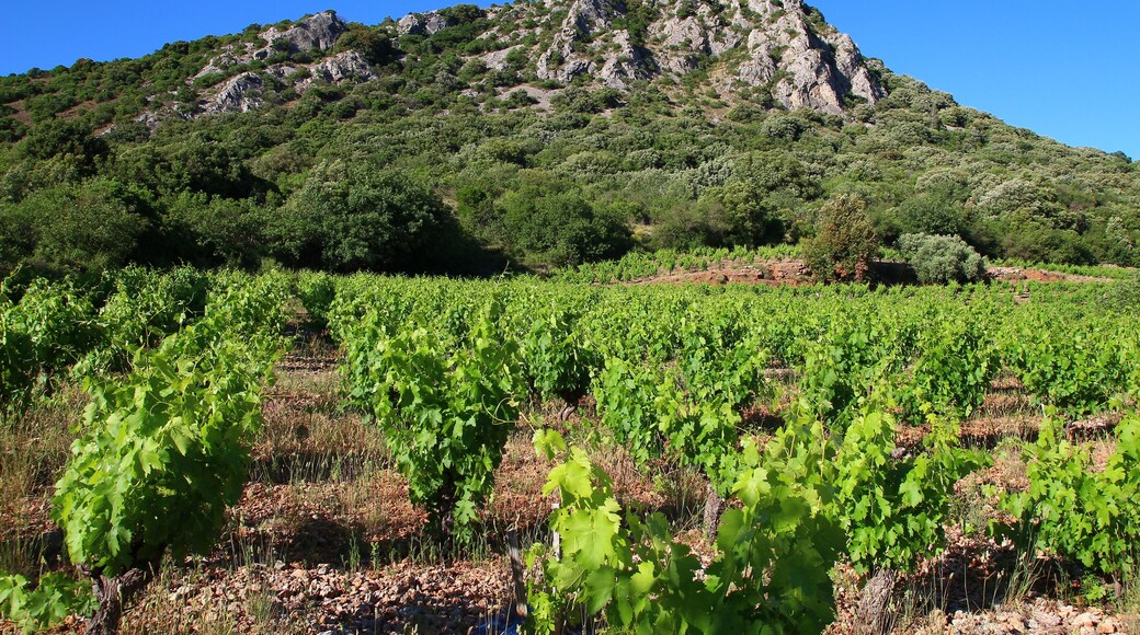 The Cabrières vineyard at the foot of the Vissounel peak under a late May sun (Pays clermontais, Hérault, France)