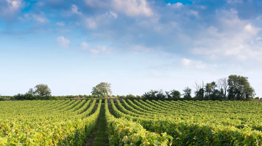 landscape near saumur in Parc naturel régional Loire-Anjou-Touraine with vineyards