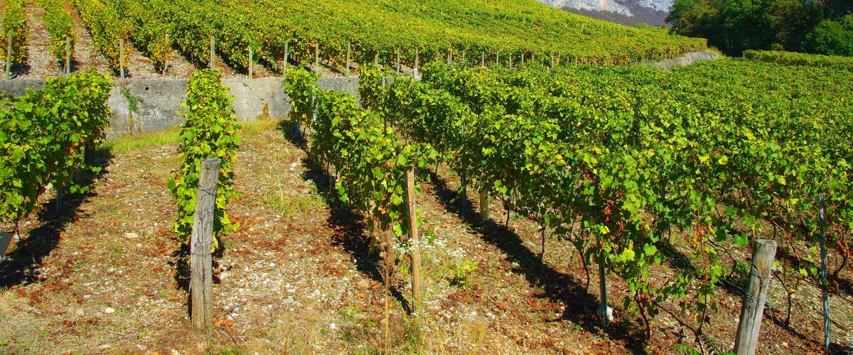 vignobles de monterminod