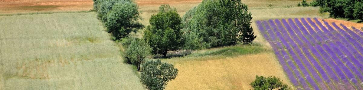 des champs en luberon