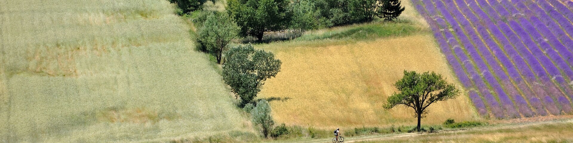 des champs en luberon