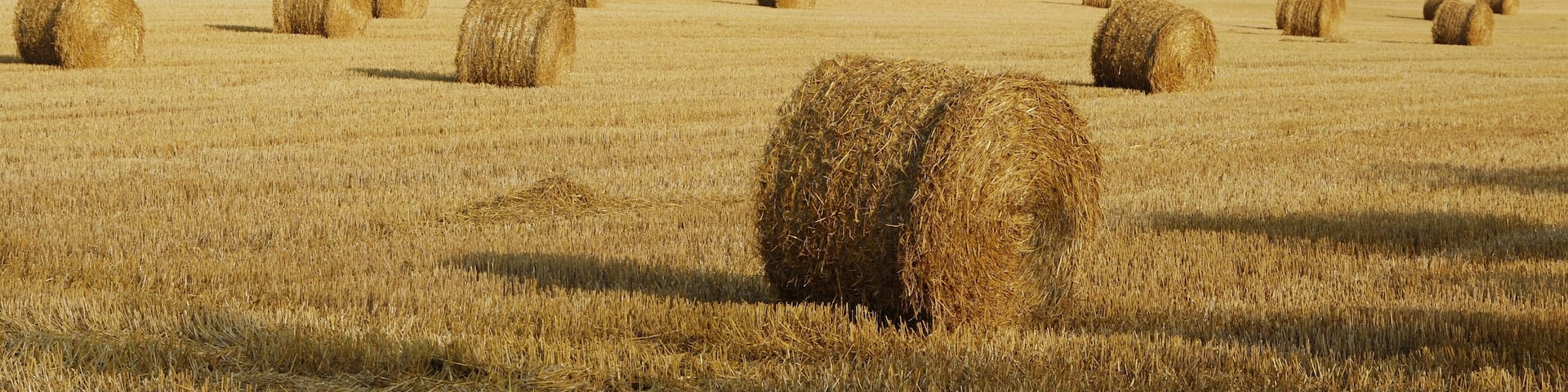A field of hay bales in a golden wheat field with a cloudy sky.