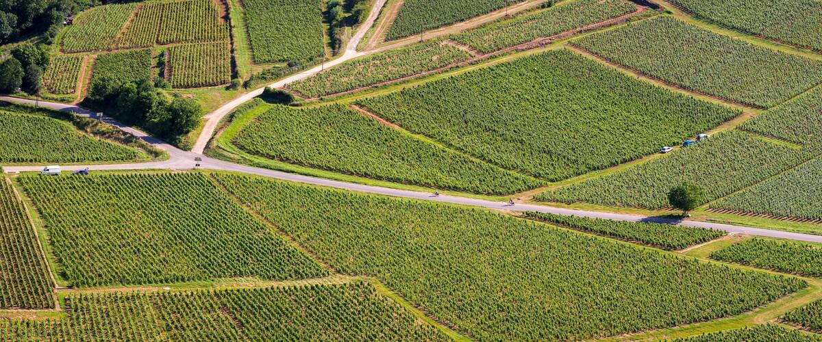 Vue aérienne et panoramique d'une route traversant des vignes