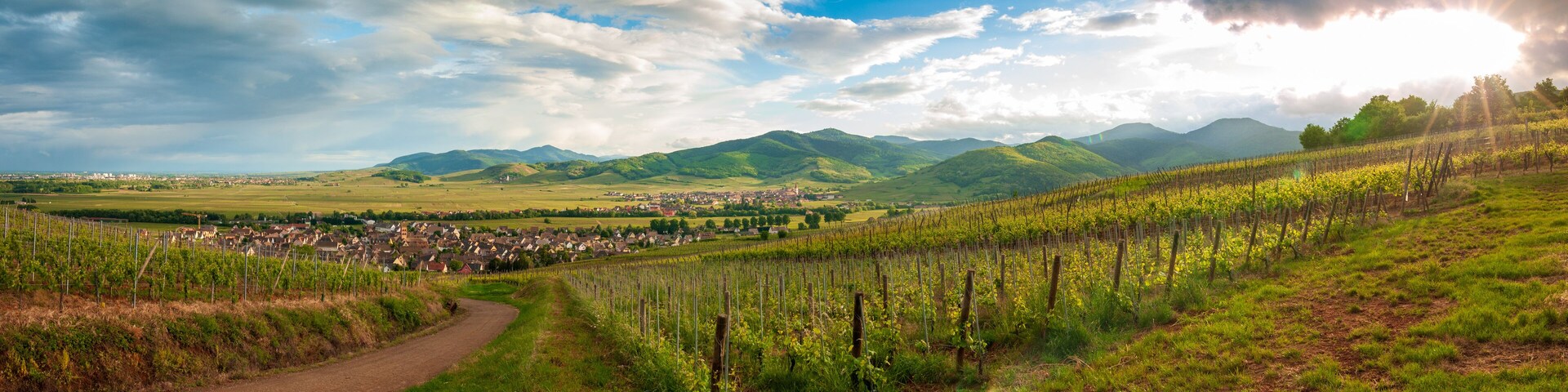 LumiÚre printaniÚre sur Sigolsheim et son vignoble à l'entrée de la Vallée de la Weiss, Alsace, France