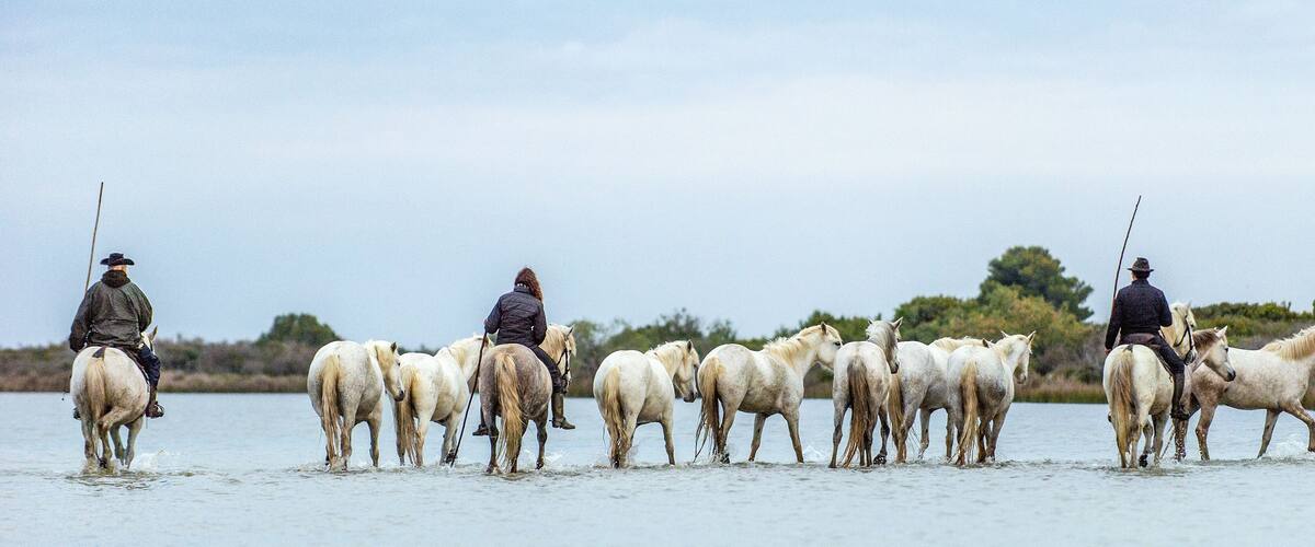 White Camargue Horses . Riders and White horses of Camargue in the water of river. Parc Regional de Camargue . France