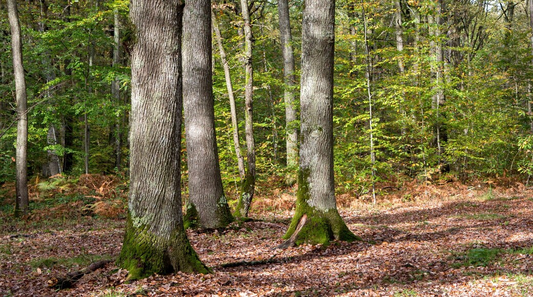 IntercommunalitĂ© de la ForĂȘt