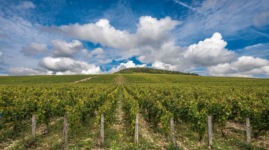Coeur CĂŽte Fleurie