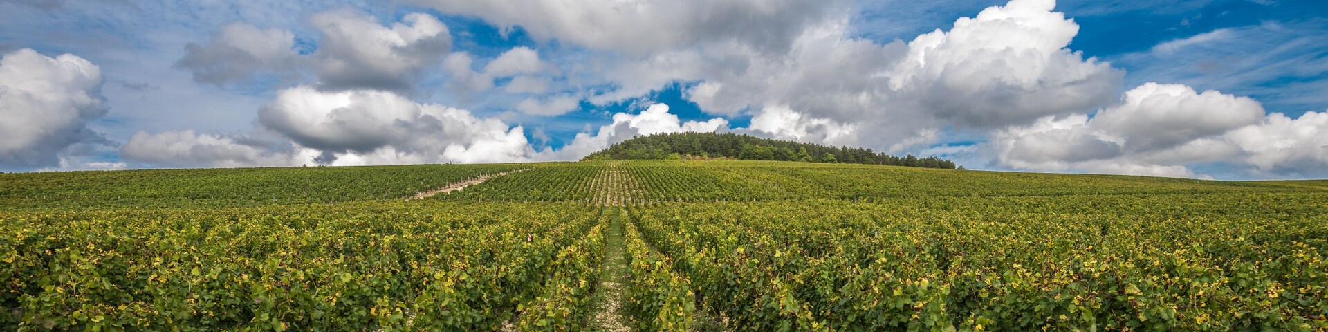 The Grand Cru vineyards of Chablis, Burgundy, France