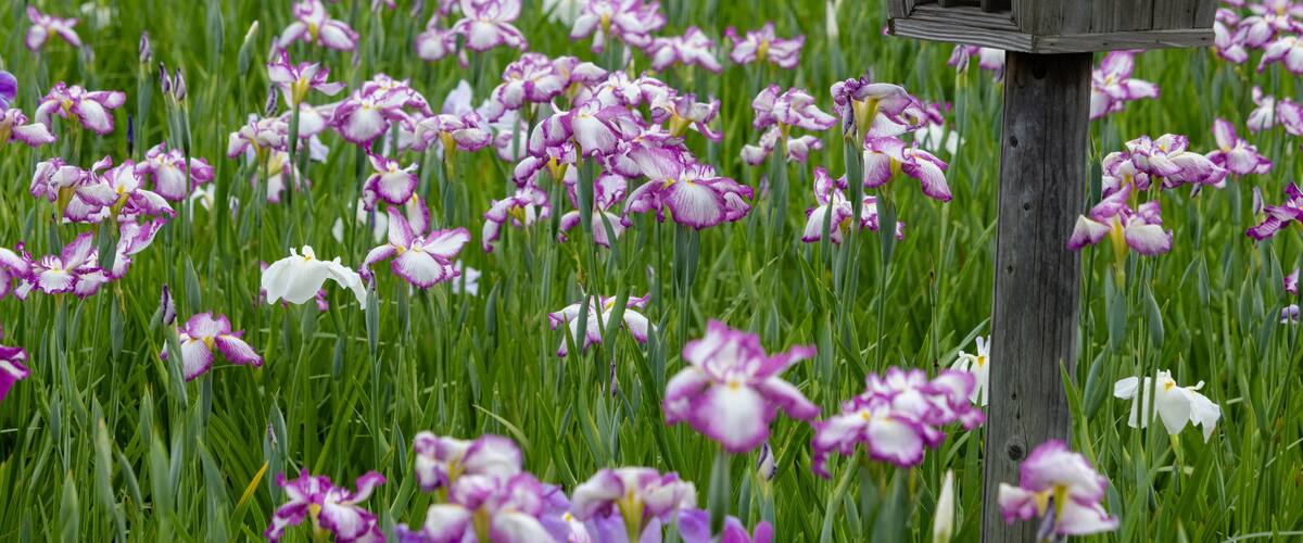 Iris flowers in the Koiwa iris garden in Edogawa-city, Tokyo, Japan / Koiwa iris garden is public garden by edogawa river