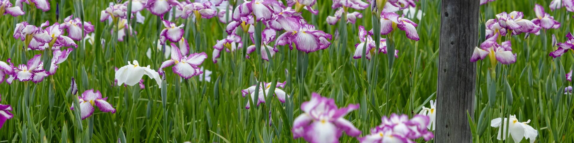 Iris flowers in the Koiwa iris garden in Edogawa-city, Tokyo, Japan / Koiwa iris garden is public garden by edogawa river