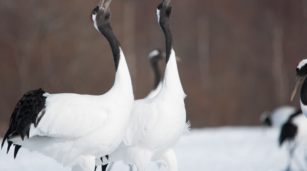 Red-crowned Cranes Whooping