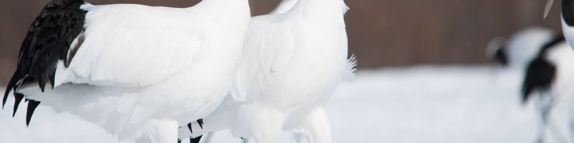 Red-crowned Cranes Whooping