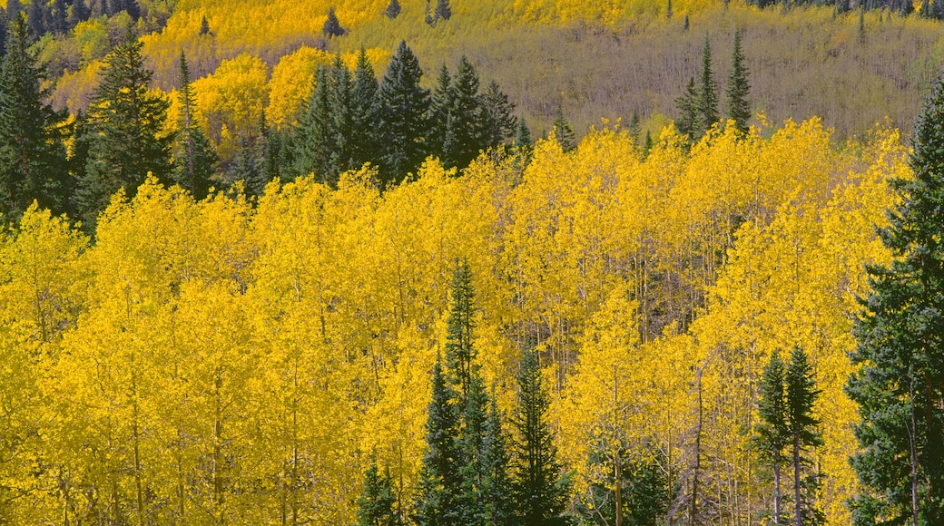 Grand Mesa National Forest
