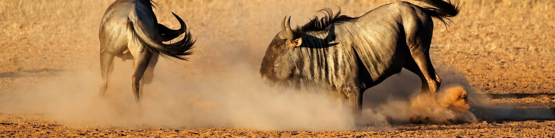 Two wildebeests in a dusty, open savanna.