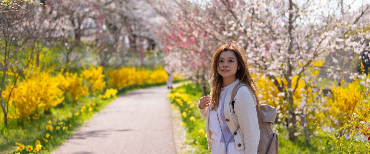 woman visit visit the cherry blossom in hitome senbonzakura in sendai, Japan
