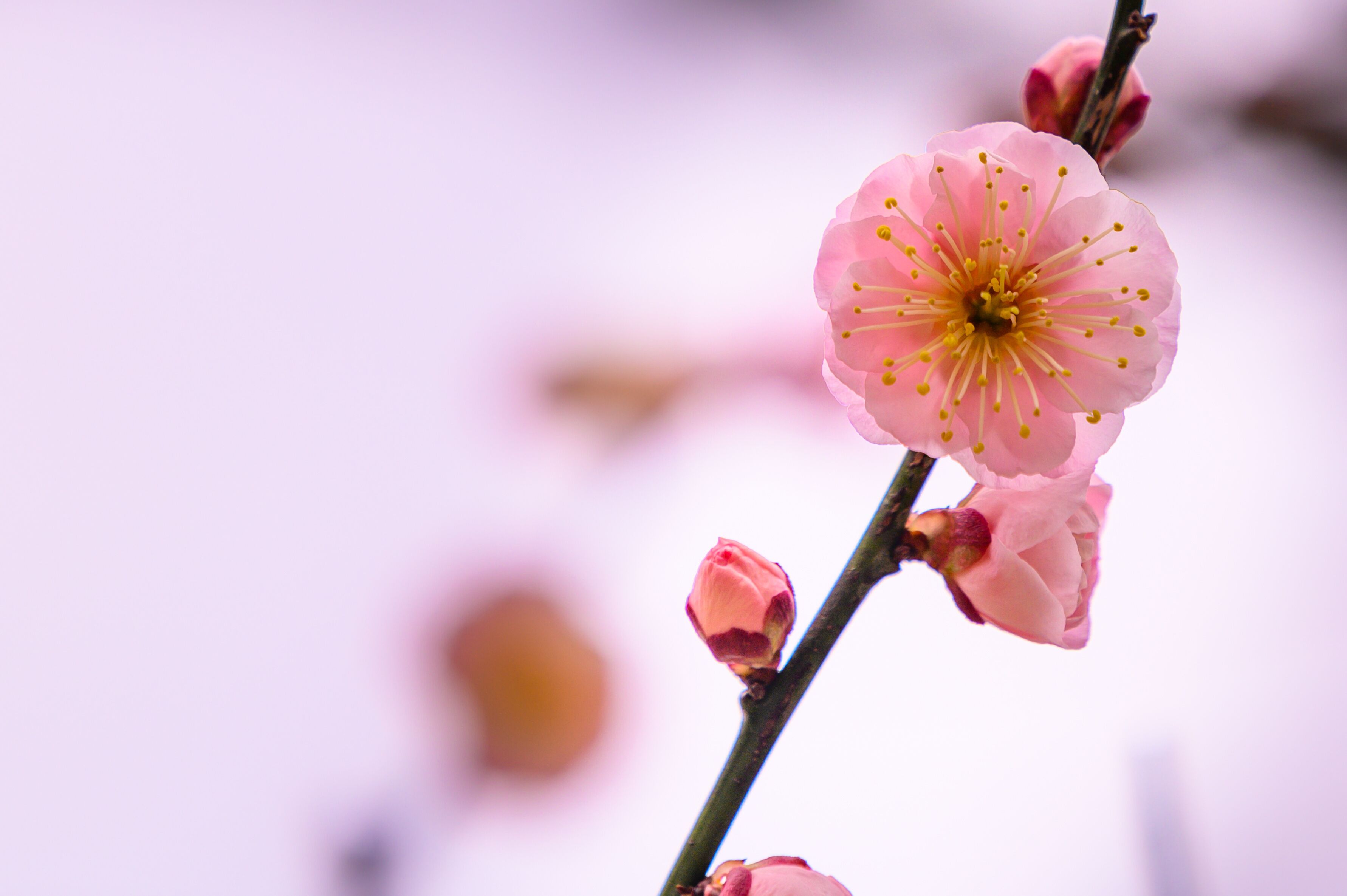 梅の花「クローズアップ」(梅林公園)百梅園
Plum blossom "close-up" (Umebayashi Park) Hyakubaien
日本2022年(2月)撮影「百梅園」
Photographed in 2022