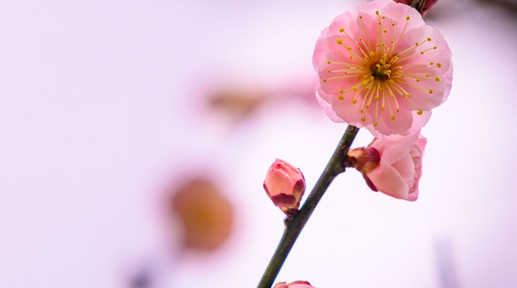 梅の花「クローズアップ」(梅林公園)百梅園
Plum blossom "close-up" (Umebayashi Park) Hyakubaien
日本2022年(2月)撮影「百梅園」
Photographed in 2022 (February), Japan "Taniozaki Bairin Park"
九州・熊本県熊本市西区
Nishi-ku, Kumamoto City, Kyushu