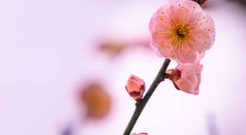 梅の花「クローズアップ」(梅林公園)百梅園
Plum blossom "close-up" (Umebayashi Park) Hyakubaien
日本2022年(2月)撮影「百梅園」
Photographed in 2022