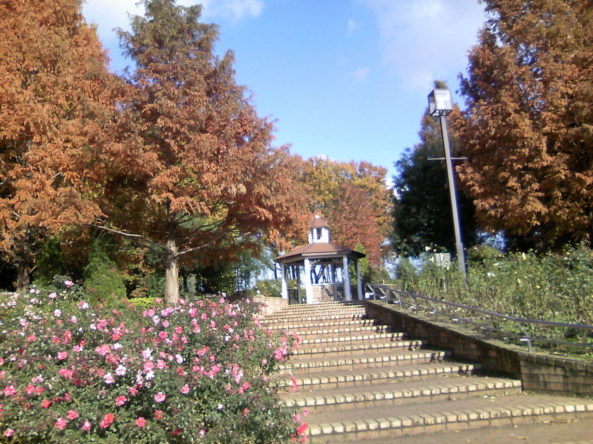 Rose garden in winter