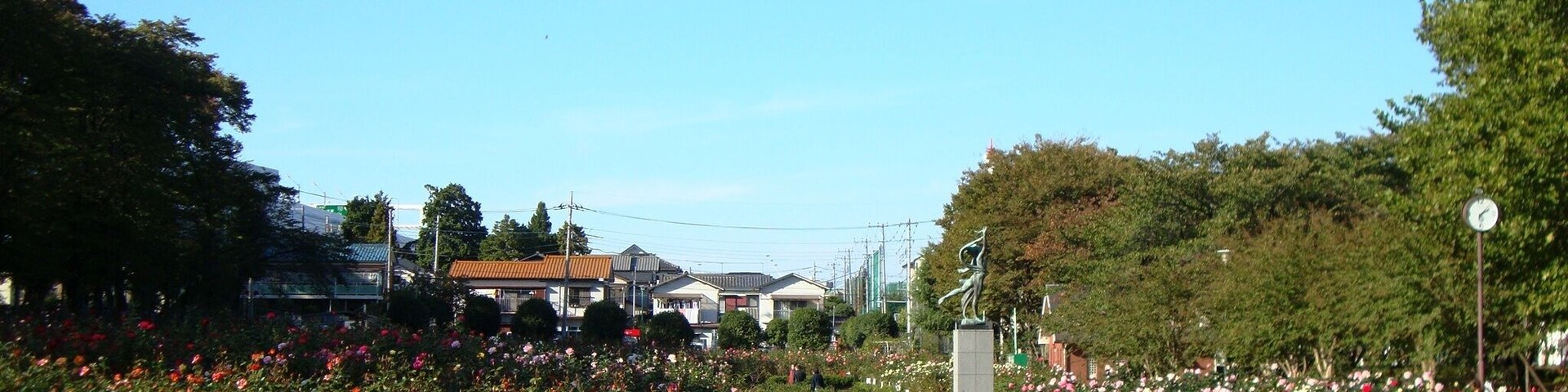 与野公園のバラ園(11月撮影)。