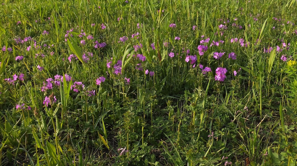 Tajimagahara Wild Primrose Field in Saitama, Saitama