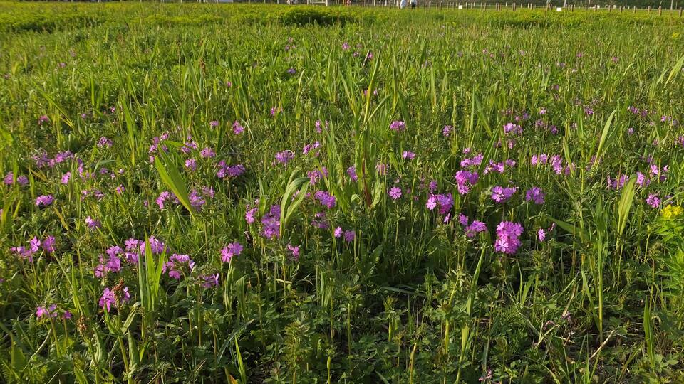 A field of purple flowers with a fence and a building in the background.