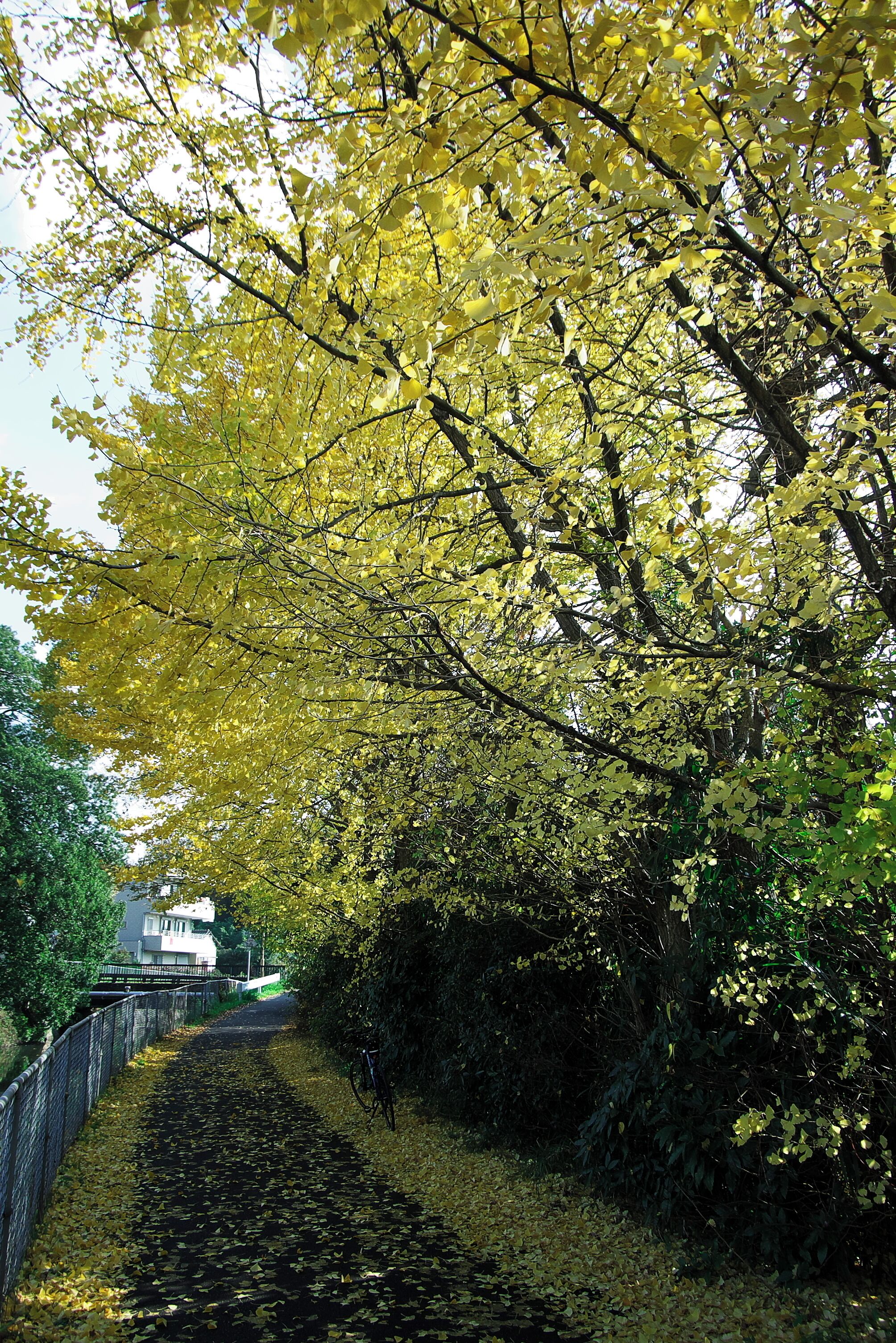 ヘルシーロード