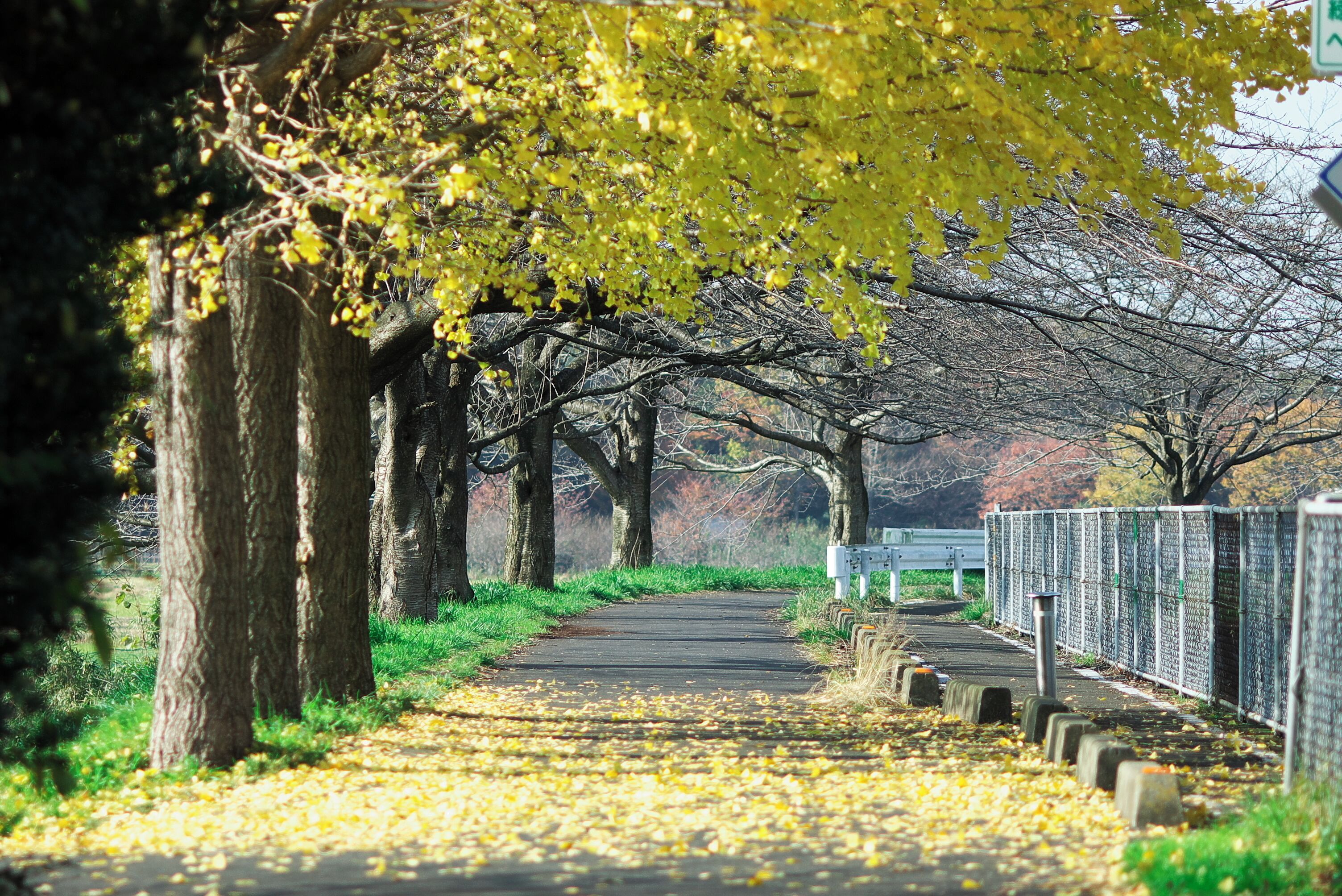 ヘルシーロード