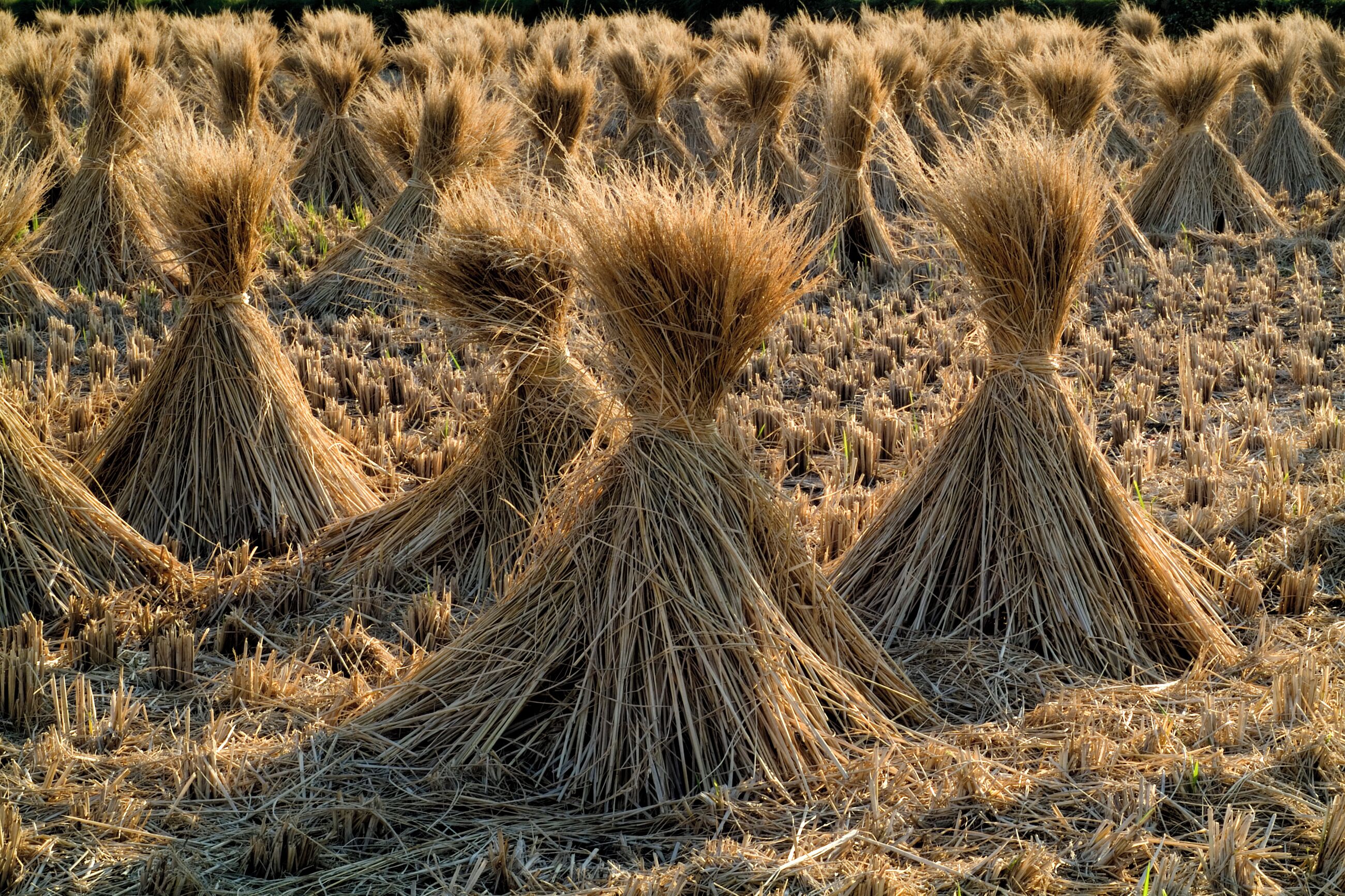 Straw of the rice. The straw of the rice plant which it is dry naturally in order to use as the product.