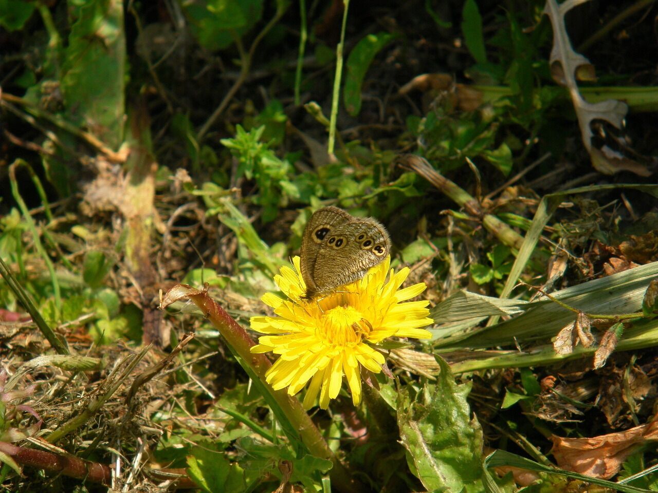 Ypthima argus. Futastumiya, Nishi-ku, Saitama Saitama prefecture, Japan.